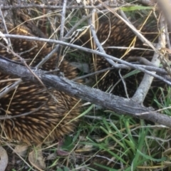 Tachyglossus aculeatus (Short-beaked Echidna) at Red Hill Nature Reserve - 13 Aug 2021 by KL