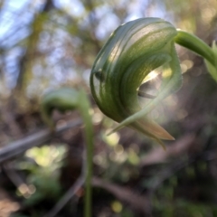 Pterostylis nutans (Nodding Greenhood) at Holt, ACT - 13 Aug 2021 by JasonC