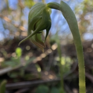 Pterostylis nutans at Holt, ACT - 13 Aug 2021