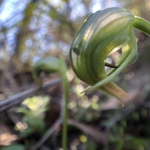 Pterostylis nutans at Holt, ACT - 13 Aug 2021