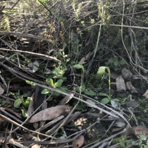 Pterostylis nutans at Holt, ACT - 13 Aug 2021