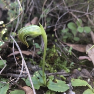 Pterostylis nutans at Holt, ACT - 13 Aug 2021