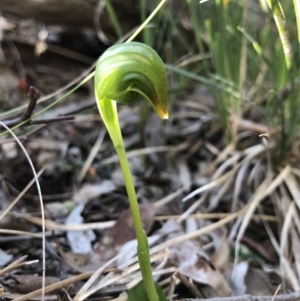 Pterostylis nutans at Holt, ACT - suppressed