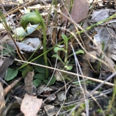 Pterostylis nutans at Holt, ACT - suppressed