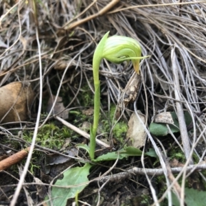 Pterostylis nutans at Holt, ACT - suppressed