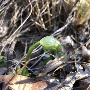 Pterostylis nutans at Holt, ACT - suppressed