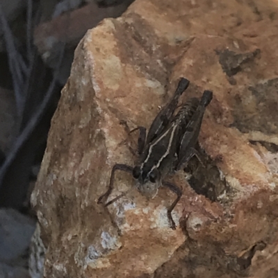 Phaulacridium vittatum (Wingless Grasshopper) at Aranda Bushland - 13 Aug 2021 by MattFox