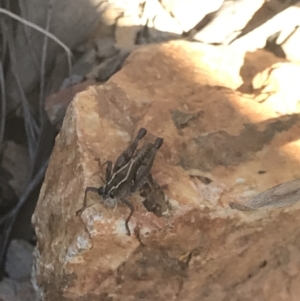 Phaulacridium vittatum at Holt, ACT - 13 Aug 2021