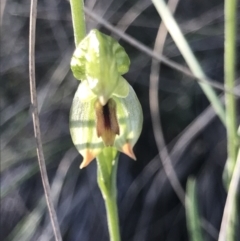 Bunochilus umbrinus (ACT) = Pterostylis umbrina (NSW) (Broad-sepaled Leafy Greenhood) by MattFox