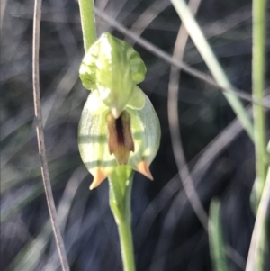 Bunochilus umbrinus (ACT) = Pterostylis umbrina (NSW) at suppressed - suppressed