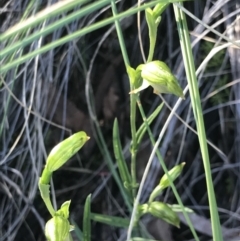 Bunochilus umbrinus (ACT) = Pterostylis umbrina (NSW) at suppressed - suppressed