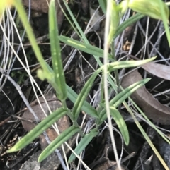 Bunochilus umbrinus at suppressed - 13 Aug 2021