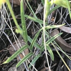 Bunochilus umbrinus (ACT) = Pterostylis umbrina (NSW) at suppressed - suppressed