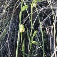 Bunochilus umbrinus (ACT) = Pterostylis umbrina (NSW) at suppressed - suppressed