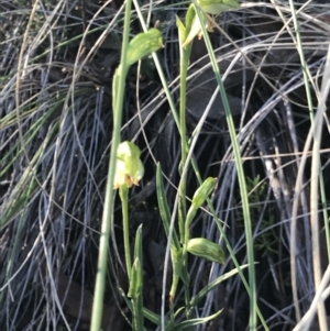 Bunochilus umbrinus at suppressed - 13 Aug 2021