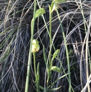 Bunochilus umbrinus (ACT) = Pterostylis umbrina (NSW) at suppressed - suppressed