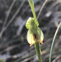 Bunochilus umbrinus (ACT) = Pterostylis umbrina (NSW) at suppressed - suppressed