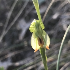 Bunochilus umbrinus (ACT) = Pterostylis umbrina (NSW) at suppressed - suppressed