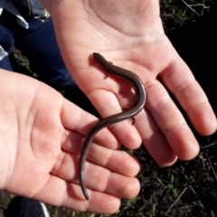 Hemiergis talbingoensis (Eastern Three-toed Earless Skink) at Macarthur, ACT - 13 Aug 2021 by Liam.m