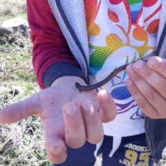 Hemiergis talbingoensis at Macarthur, ACT - 13 Aug 2021