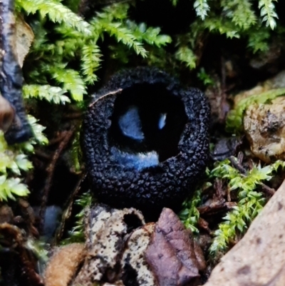 zz – ascomycetes - apothecial (Cup fungus) at Paddys River, ACT - 11 Aug 2021 by RobG1