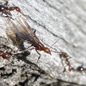 Papyrius nitidus at suppressed - 13 Aug 2021