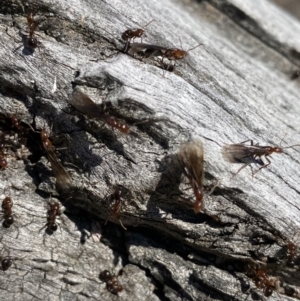 Papyrius nitidus at suppressed - 13 Aug 2021