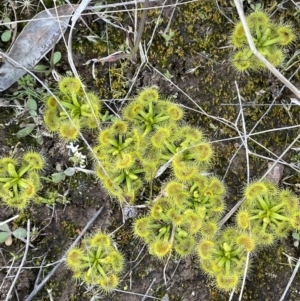 Drosera sp. at Watson, ACT - 13 Aug 2021