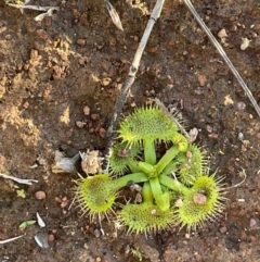 Drosera sp. at Watson, ACT - 13 Aug 2021