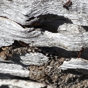 Papyrius sp. (genus) at Macarthur, ACT - 13 Aug 2021