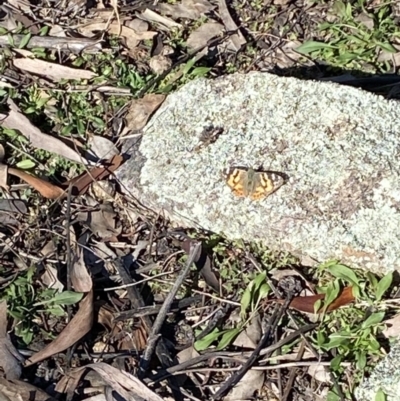 Vanessa kershawi (Australian Painted Lady) at Wanniassa Hill - 13 Aug 2021 by RAllen