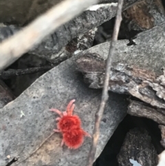 Trombidiidae (family) (Red velvet mite) at Aranda Bushland - 13 Aug 2021 by MattFox