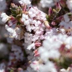 Styphelia attenuata (Small-leaved Beard Heath) at Tuggeranong DC, ACT - 13 Aug 2021 by RAllen