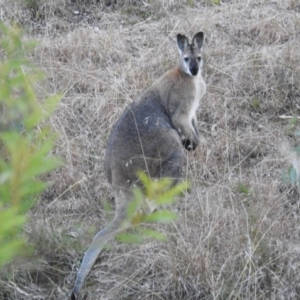 Notamacropus rufogriseus at Kambah, ACT - suppressed