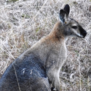 Notamacropus rufogriseus at Kambah, ACT - suppressed