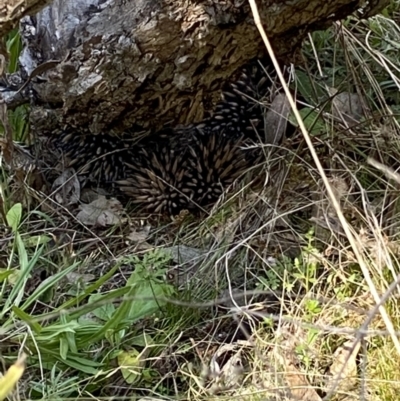 Tachyglossus aculeatus (Short-beaked Echidna) at Tuggeranong DC, ACT - 13 Aug 2021 by RAllen