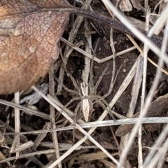 Oxyopes (genus) (Lynx spider) at Murrumbateman, NSW - 11 Aug 2021 by SimoneC