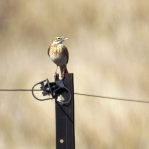 Anthus australis at Kambah, ACT - 13 Aug 2021