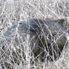 Vombatus ursinus (Common wombat, Bare-nosed Wombat) at Kambah, ACT - 13 Aug 2021 by HelenCross