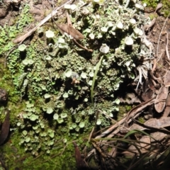 Cladonia sp. (genus) (Cup Lichen) at Kambah, ACT - 13 Aug 2021 by HelenCross