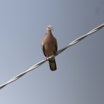 Spilopelia chinensis (Spotted Dove) at Wodonga, VIC - 13 Aug 2021 by Kyliegw