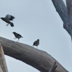 Acridotheres tristis (Common Myna) at Queanbeyan West, NSW - 9 Aug 2021 by Paul4K