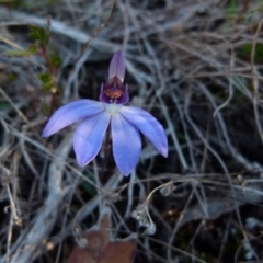 Cyanicula caerulea (Blue Fingers, Blue Fairies) at Boro, NSW - 12 Aug 2021 by Paul4K