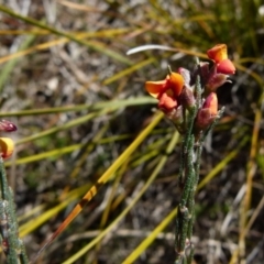 Dillwynia sericea (Egg And Bacon Peas) at Boro - 12 Aug 2021 by Paul4K