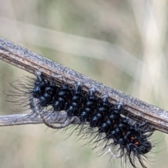 Nyctemera amicus (Senecio Moth, Magpie Moth, Cineraria Moth) at Downer, ACT - 27 Jul 2021 by abread111