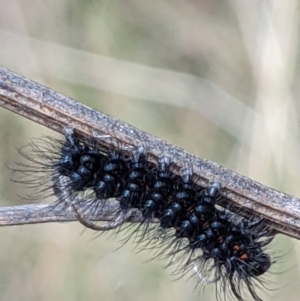 Nyctemera amicus at Downer, ACT - 27 Jul 2021 11:56 AM