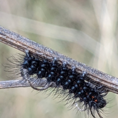 Nyctemera amicus (Senecio Moth, Magpie Moth, Cineraria Moth) at Mount Majura - 27 Jul 2021 by abread111