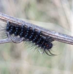 Nyctemera amicus at Downer, ACT - 27 Jul 2021 11:56 AM