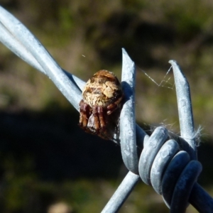 Araneinae (subfamily) at Boro, NSW - 12 Aug 2021