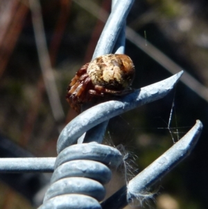 Araneinae (subfamily) at Boro, NSW - 12 Aug 2021